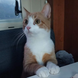 Cat ready to eat