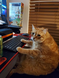 Cat surfing the web