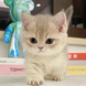 Small cat on a mission