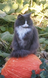 Cat sitting on pumpkin