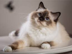 This cat looks like he or she is smiling