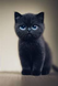 cute black cat