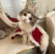 Royal cat