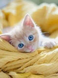 cute ginger cat