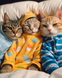 cat sleeping in clothes