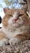 cute ginger cat with part of an ear missing