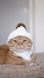 cute cat in a winter hat