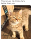 Ginger cat next to an amazon box looking at you