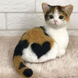cute cat