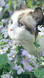 cat in flowers