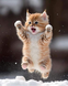 Silly kitty playing