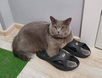 cat in shoes