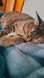 Sleeping cat