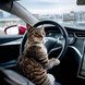 Cat driver, are you getting in ?