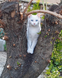 White cat in a tree