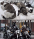 secret of cats