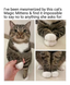 Mittens on kittens haha